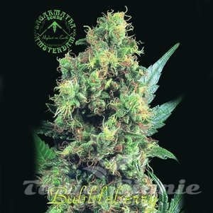 BubbleBerry - SAGARMATHA