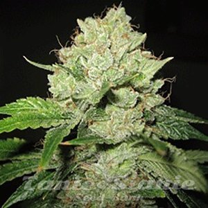 Cal train Wreck - SAGARMATHA