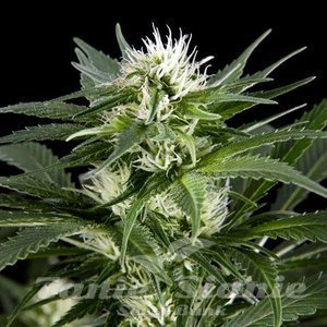 Silver Shark - SAGARMATHA