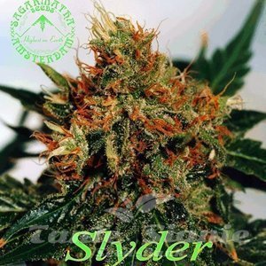 Slyder - SAGARMATHA