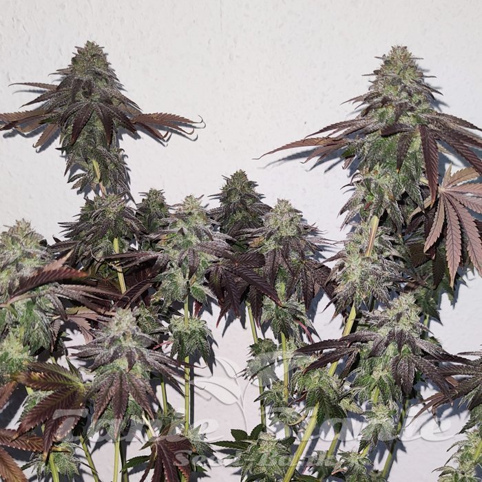 Banana Zkittlez Feminizowane Sklep TanieSianie.pl