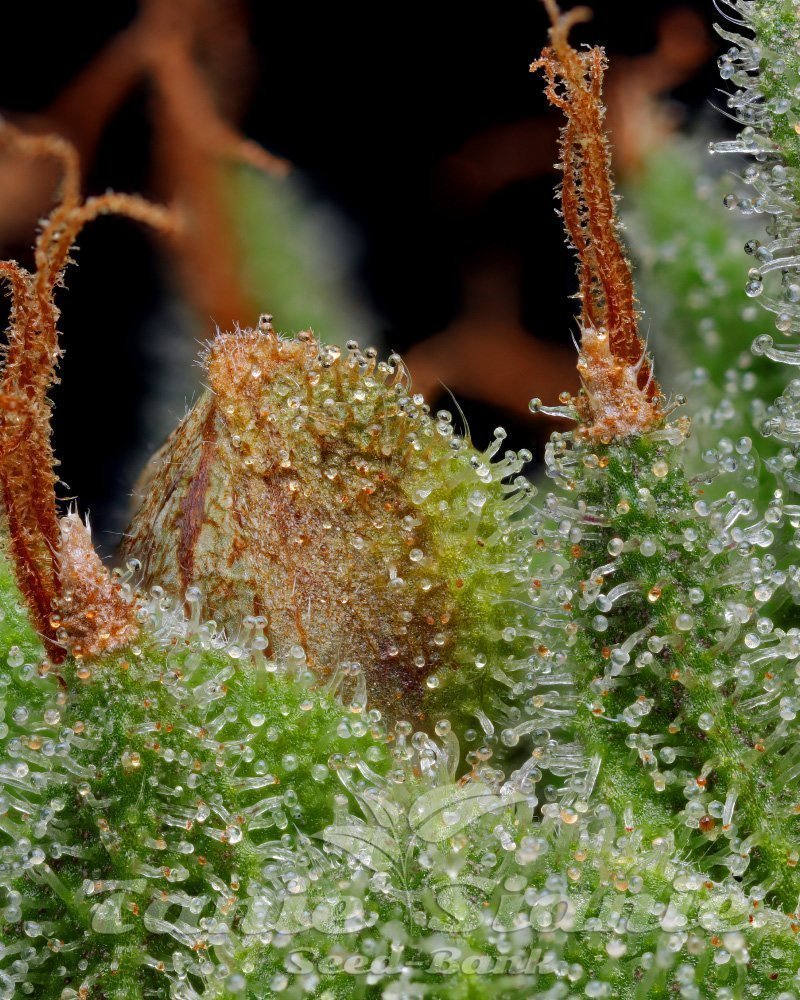 Blueberry Muffin HUMBOLDT SEED COMPANY TanieSianie.pl