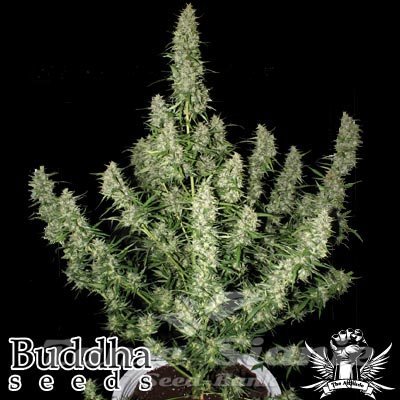 Magnum Auto - BUDDHA SEEDS 