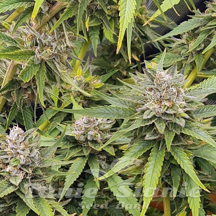 Cinderella 99 x Blueberry Fast - TanieSianie.pl