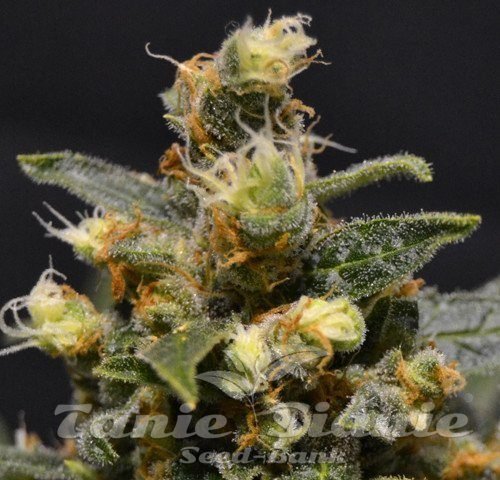 CBD AK47 (Odmiana Medyczna) 