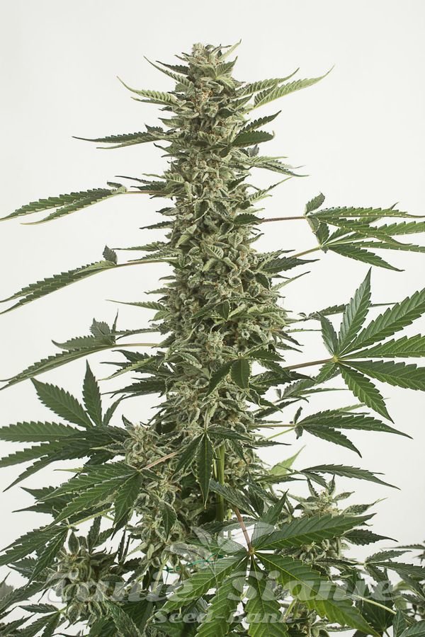 CBD White Widow (Odmiana Medyczna) 