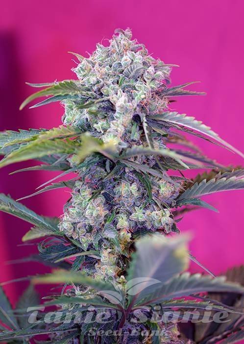Cream Mandarine Auto 1+1 - SWEET SEEDS 