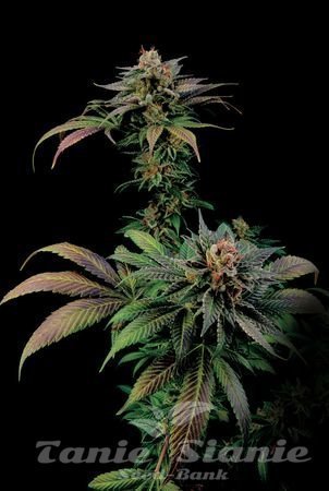 Blue Widow - DINAFEM 