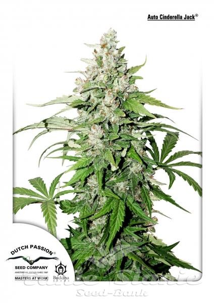 Auto Cinderella Jack - DUTCH PASSION 