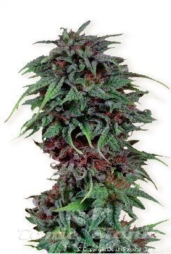 CRD63%＋30% 1ml Durban Poison crdpo cbd