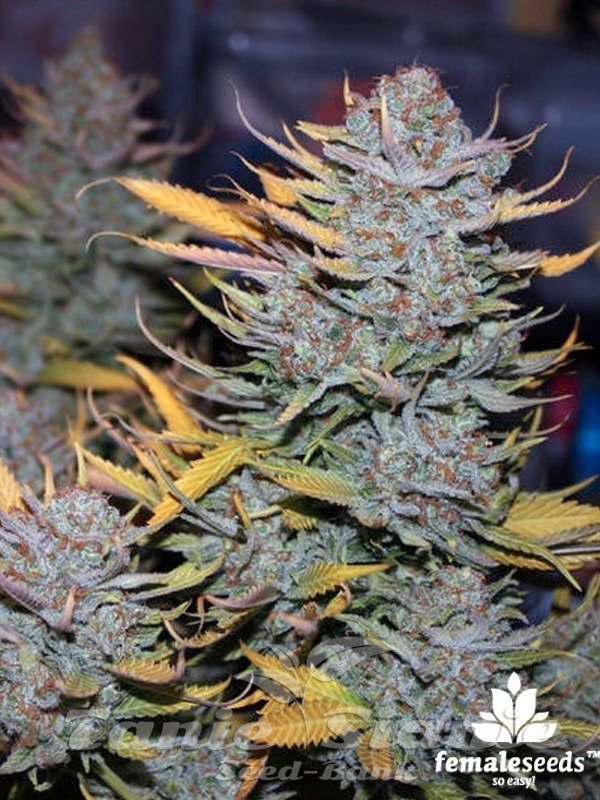 ICED Grapefruit - FEMALE SEEDS 