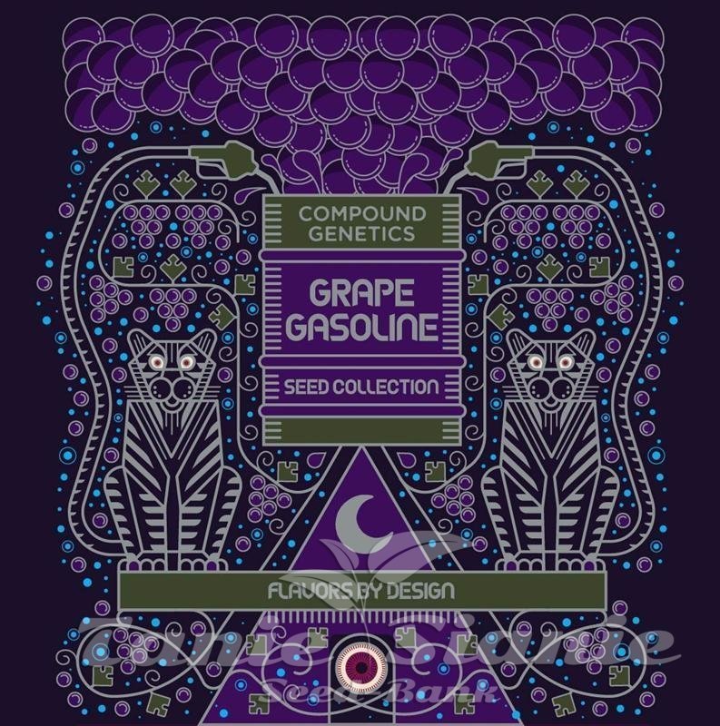 Giggin' Grapes - COMPOUND GENETICS | TanieSianie.pl