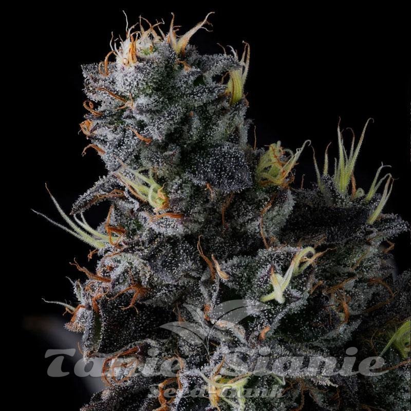 Grape SEED 1〜26 / 12〜26 Giggin' Grapes - COMPOUND GENETICS | TanieSianie.pl