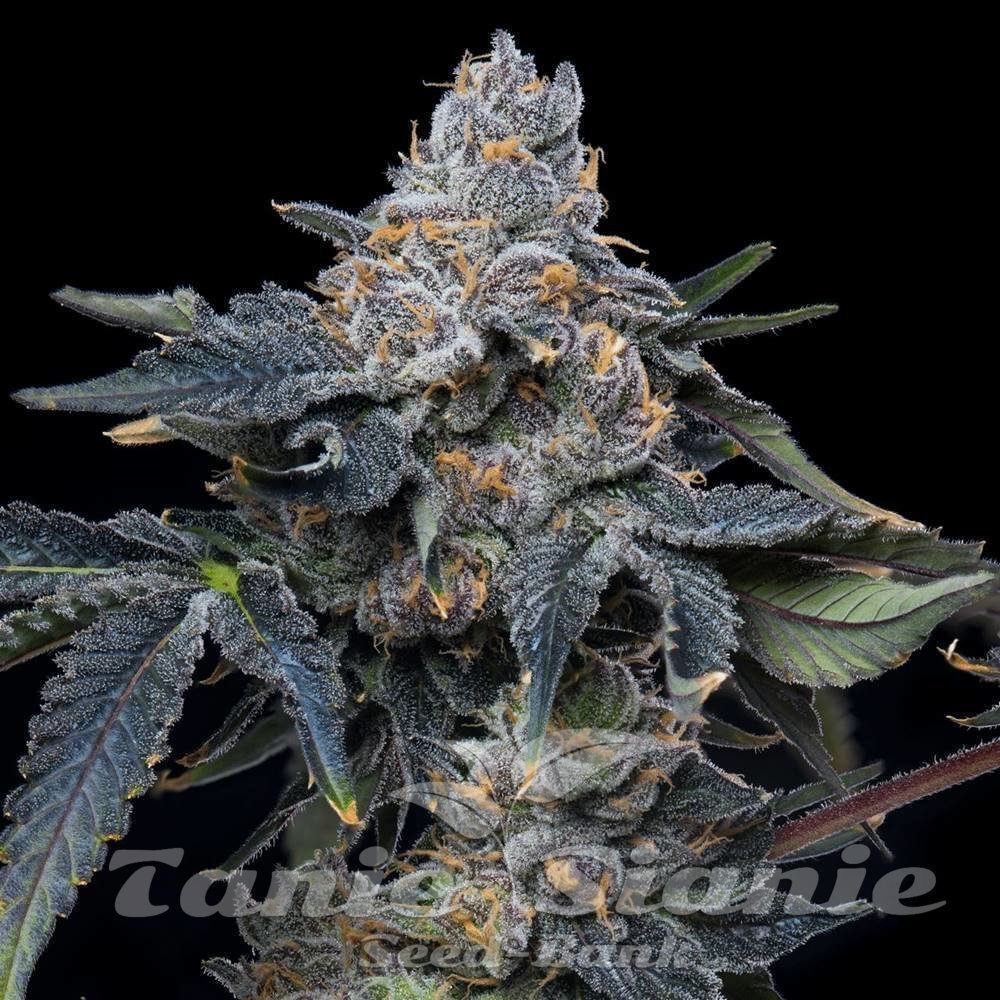 高級素材使用ブランド Grape TanieSianie.pl | SEEDS COOKIES - Hollywood x Z 絵本・児童書