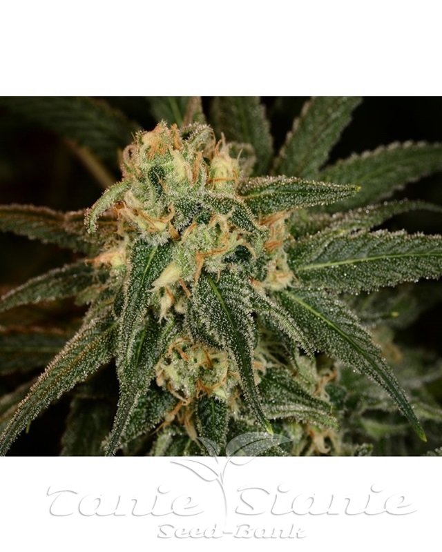 【Hybrid】Green Crack 1ml CBD 01 1000mg HHC Vape Cart - Green Crack - Sativa - 1ml - Fresh