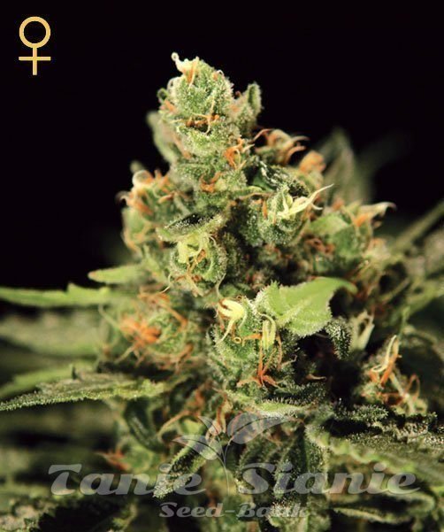 Auto Big Bang - GREEN HOUSE SEEDS 