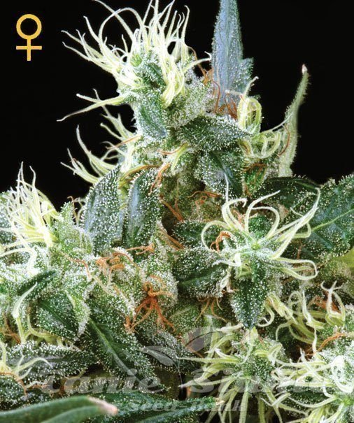 Auto Northern Light - GREEN HOUSE SEEDS 