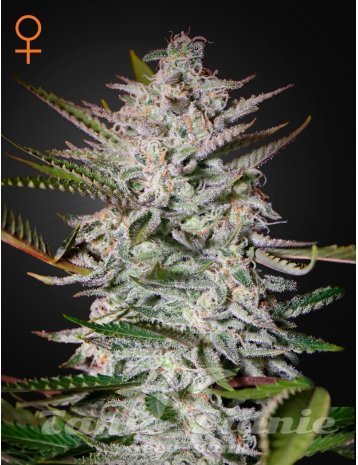Holy Punch - GREEN HOUSE SEEDS 