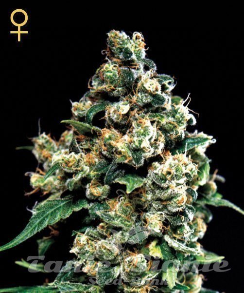 Jack Herer - GREEN HOUSE SEEDS 