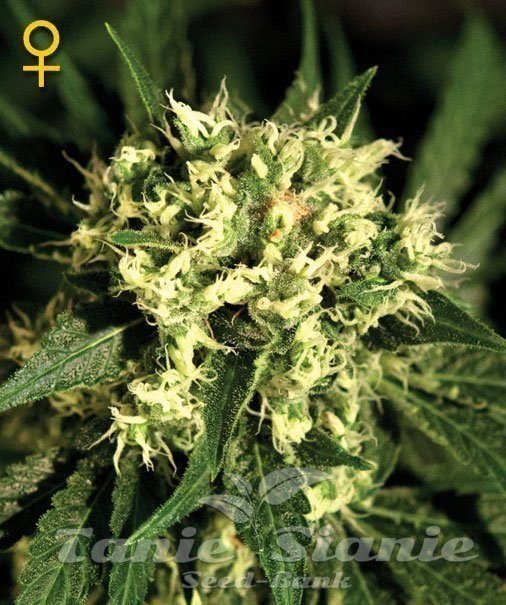 Kalashnikova Automatic - GREEN HOUSE SEEDS 