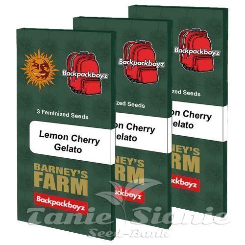 Lemon Cherry Gelato - BARNEY'S FARM | TanieSianie.pl