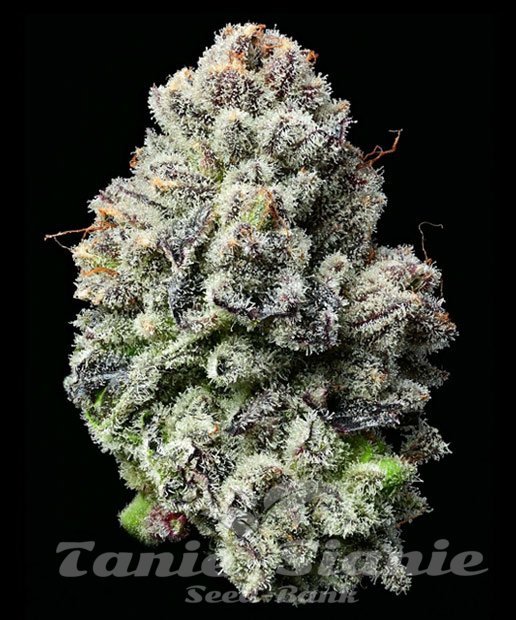 CBXE×CBGハーブ4g レモンチェリージェラート LA FETE】Lemon Cherry Gelato 合法ハーブ CBXE+CBG