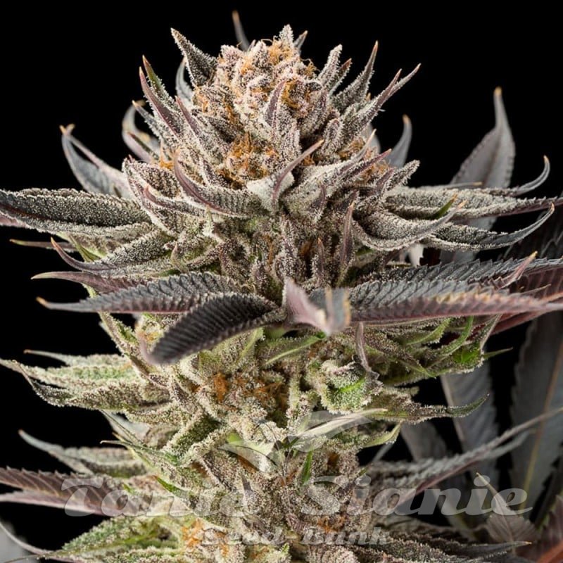 【NON】mother lemon tree all in one Lemon Tree 2.0 - SILENT SEEDS | TanieSianie.pl