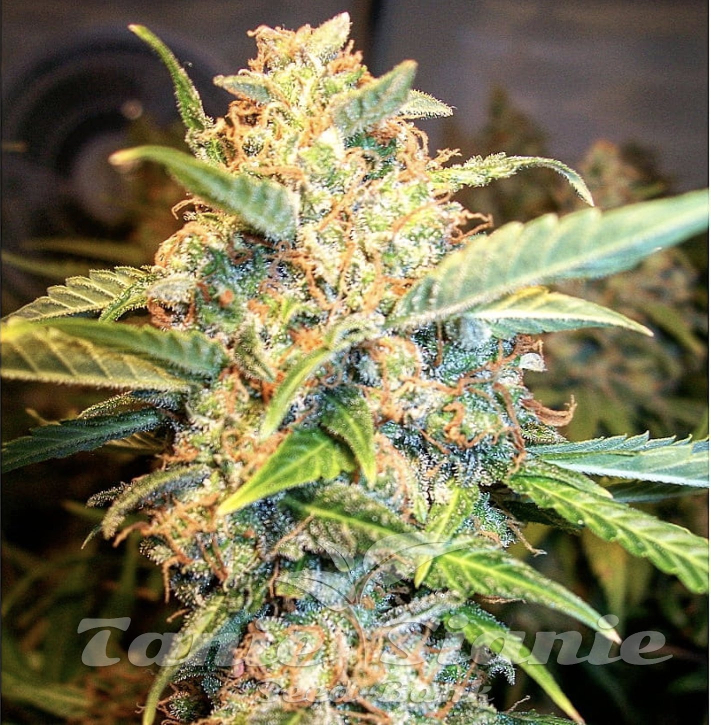 Pineapple Express Auto Feminizowane TanieSianie.pl