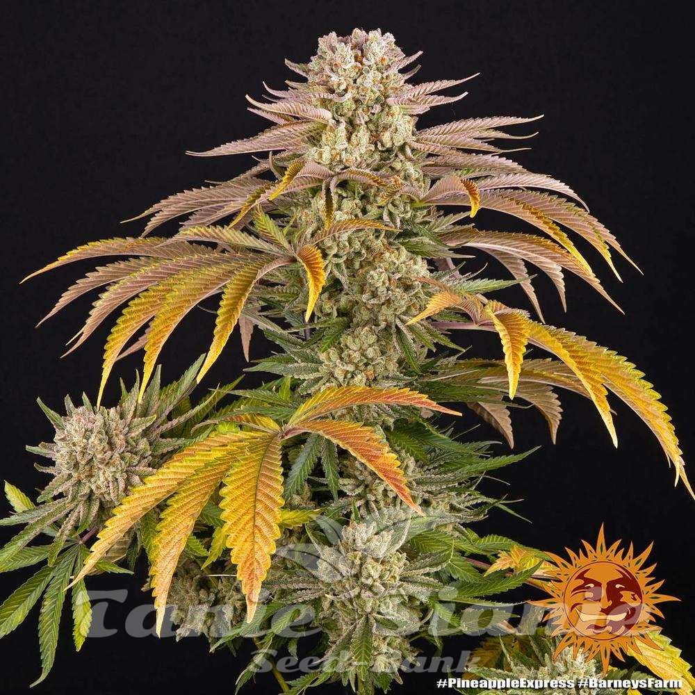 Pineapple Express Pineapple Express - BARNEY'S FARM | TanieSianie.pl