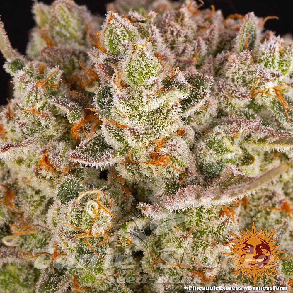 Pineapple Express - BARNEY'S FARM | TanieSianie.pl