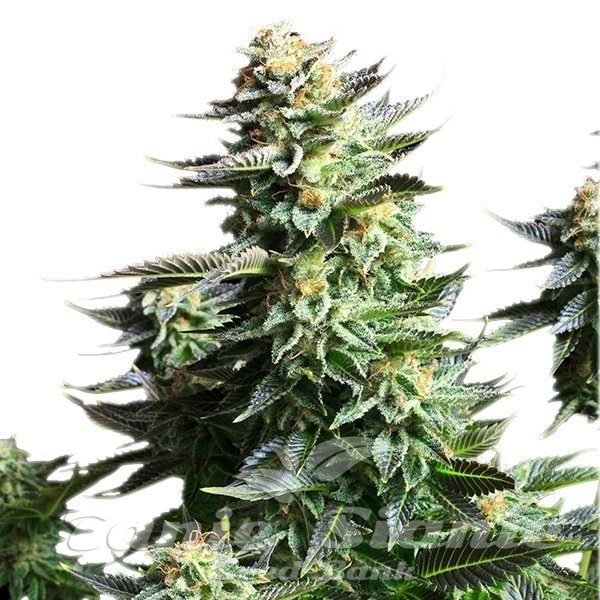 Amnesia Haze - ROYAL QUEEN SEEDS 