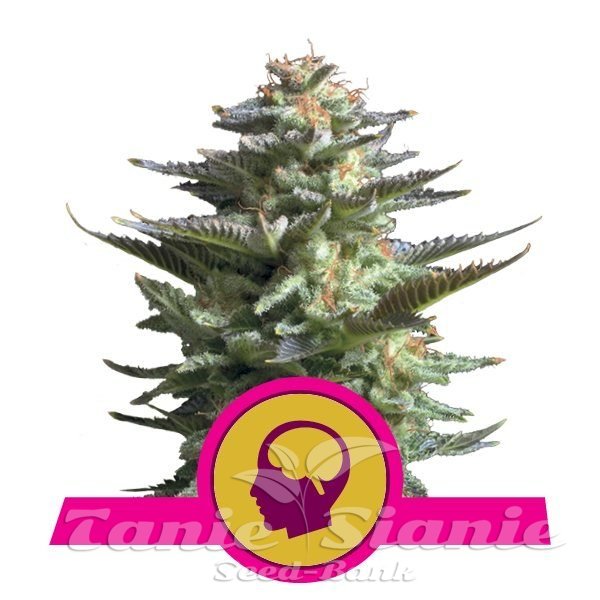 Amnesia Haze - ROYAL QUEEN SEEDS 