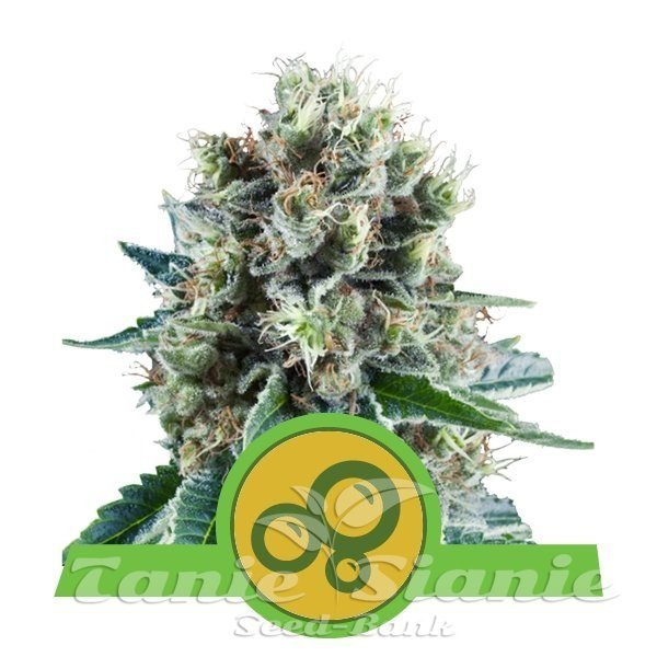 Bubble Kush Automatic 1+1 - ROYAL QUEEN SEEDS 
