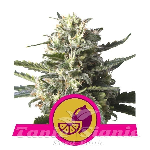 Lemon Shining Silver Haze - ROYAL QUEEN SEEDS | TanieSianie.pl