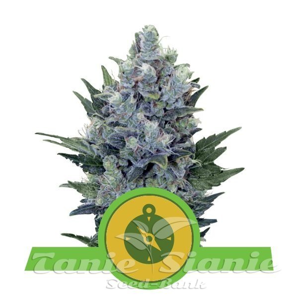 Northern Light Automatic 1+1 - ROYAL QUEEN SEEDS 