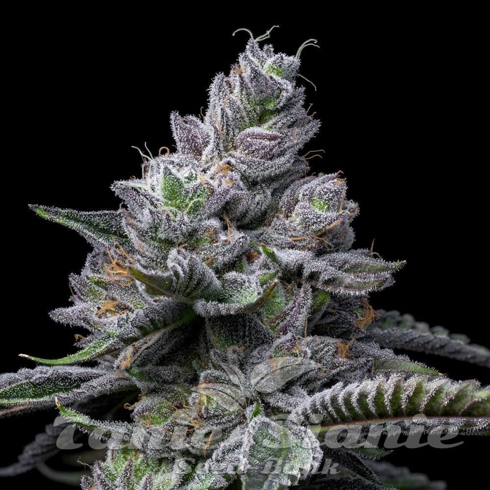 RS11 x Hollywood - COOKIES SEEDS | TanieSianie.pl