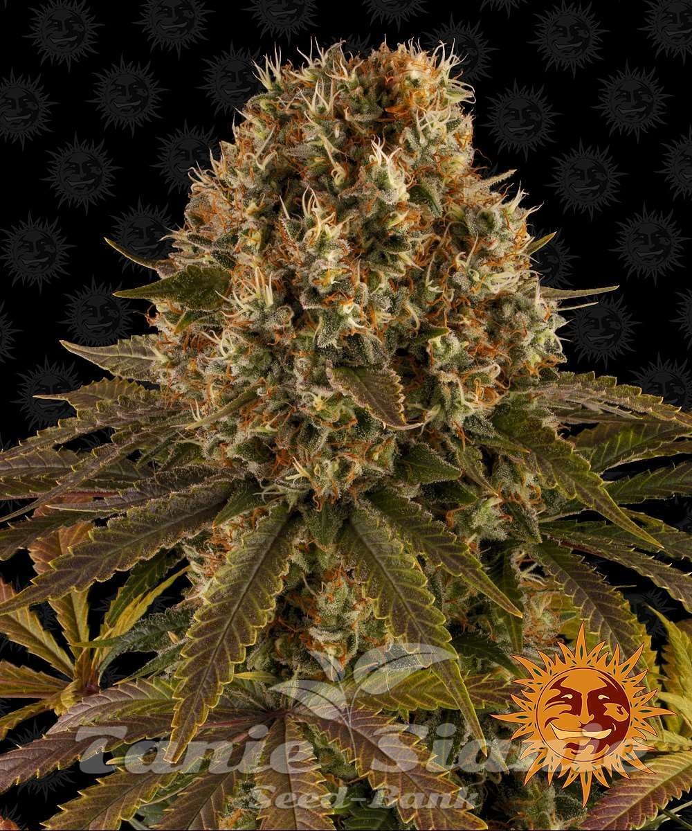 Strawberry Lemonade - BARNEY'S FARM | TanieSianie.pl