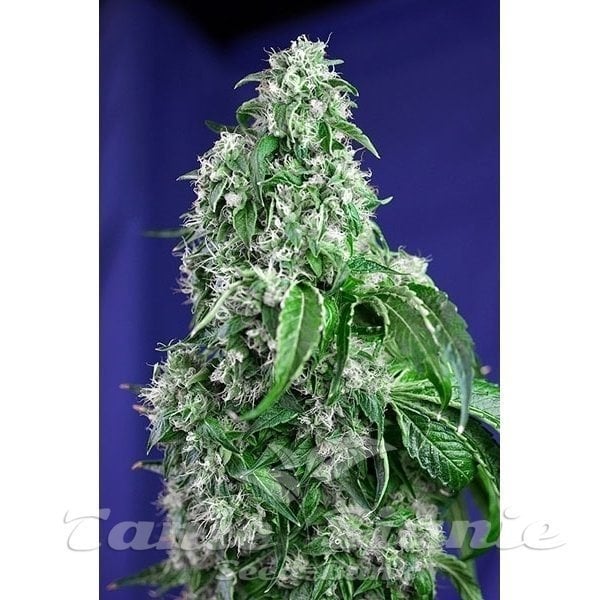 Big Devil Fast Version - SWEET SEEDS