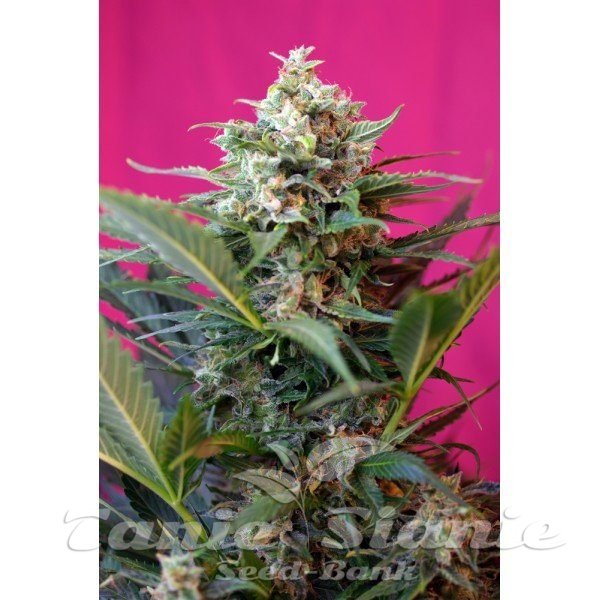 Big Devil XL Autoflowering - SWEET SEEDS 