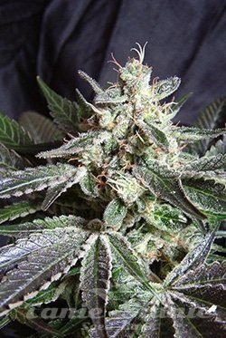 Black Jack - SWEET SEEDS 