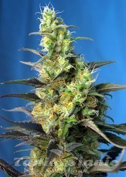 Ice Cool CBD - SWEET SEEDS 