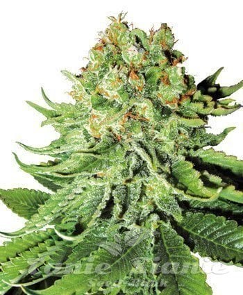 Northern Light Auto - WHITE LABEL