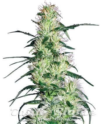 Purple Haze - WHITE LABEL 