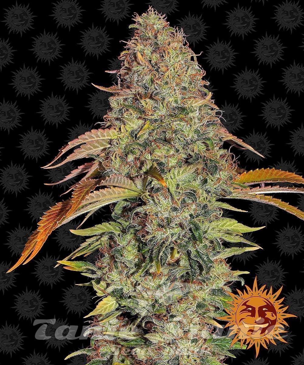 Zkittlez OG Auto - BARNEY'S FARM | TanieSianie.pl