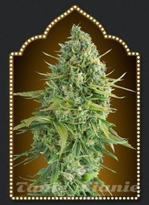 00 SEEDS BANK - Auto Do-Si-Dos Cookies