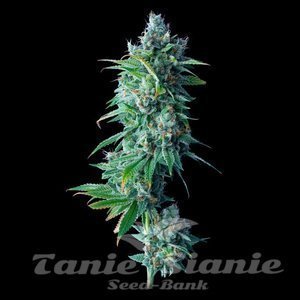 Nasiona 24k Gold - DNA GENETICS
