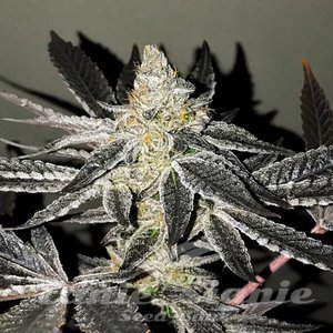Nasiona 2y2 - R-KIEM SEEDS