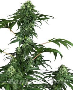 Nasiona 420 Punch - SENSI SEEDS