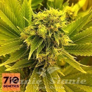 710 GENETICS - Leonarda