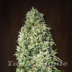 Orient Express - ACE SEEDS